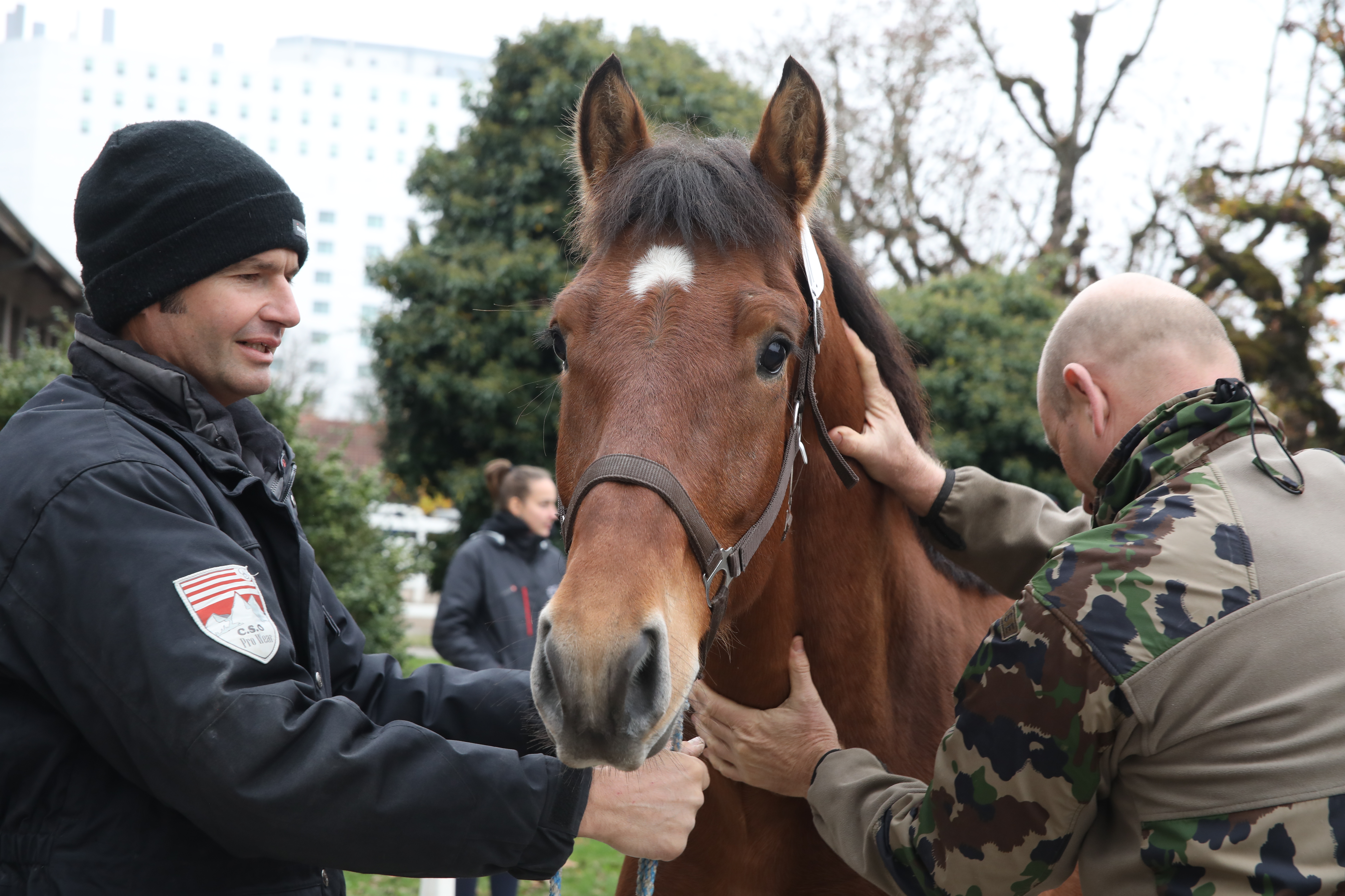 Achat des chevaux pour l’Armée 2025 / 2026