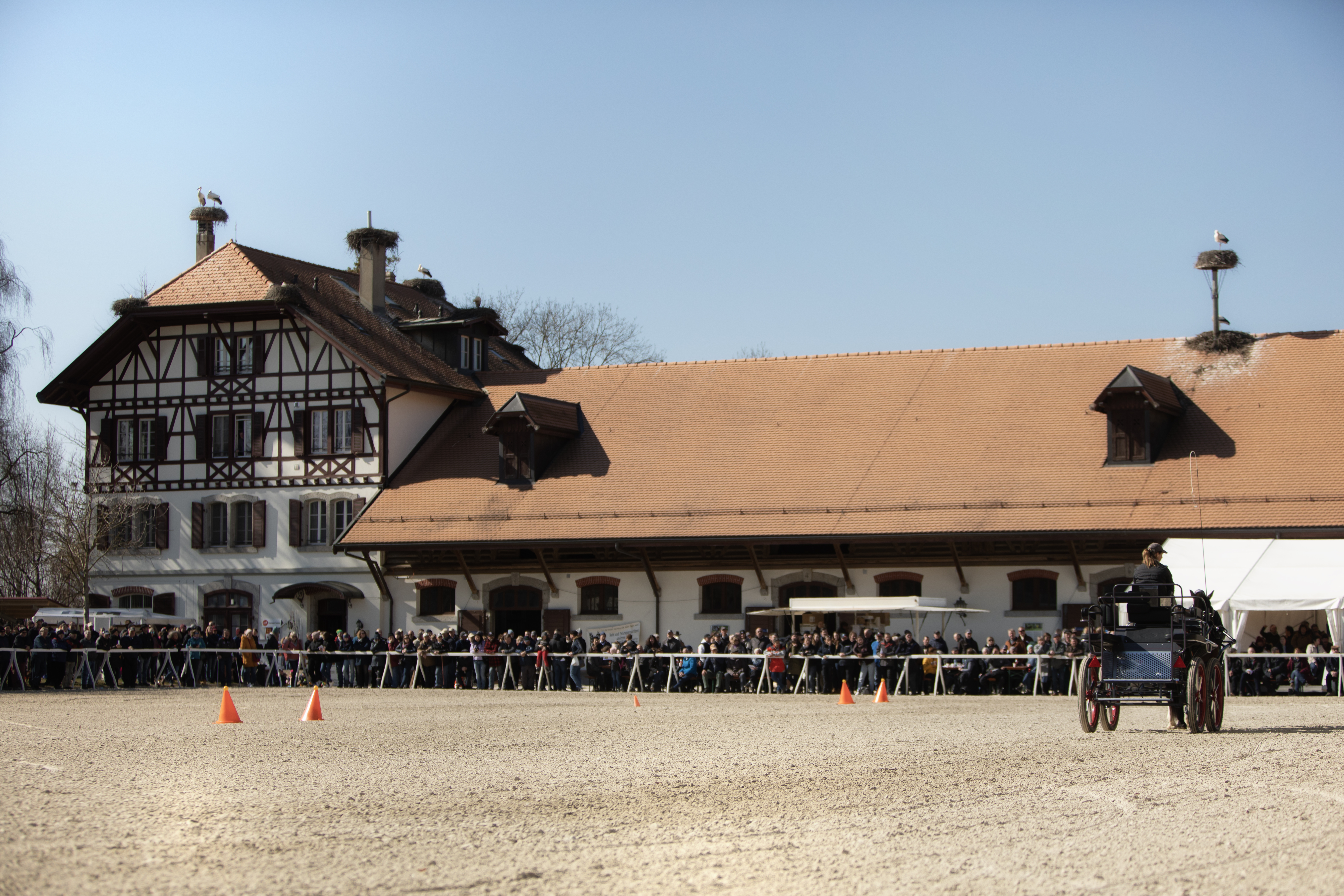 Approbation des étalons FM 2023 - Haras national suisse HNS - Avenches/VD – Suisse