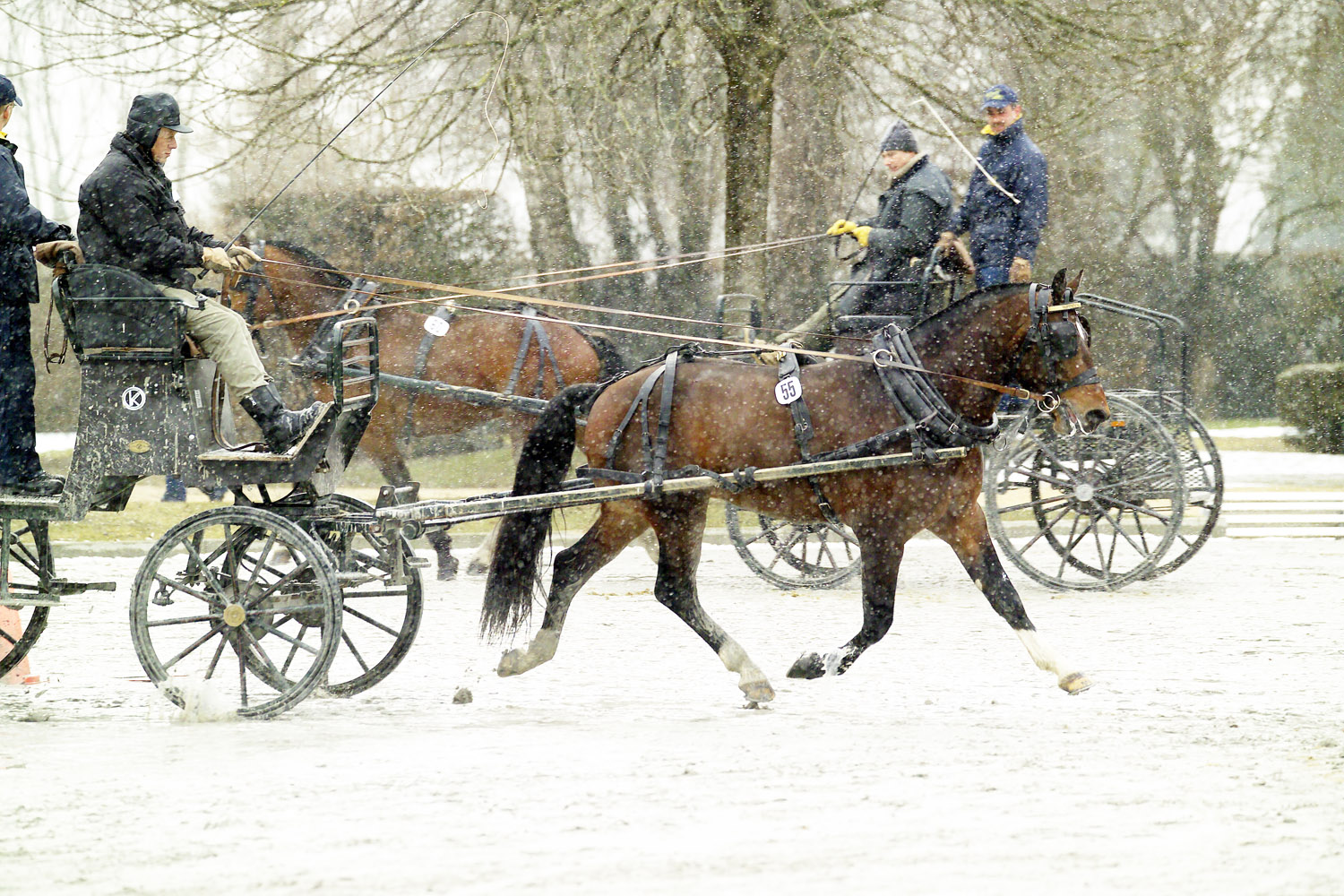 Hengstkörung 2014