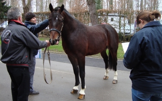 FM Hengstkörung 2015