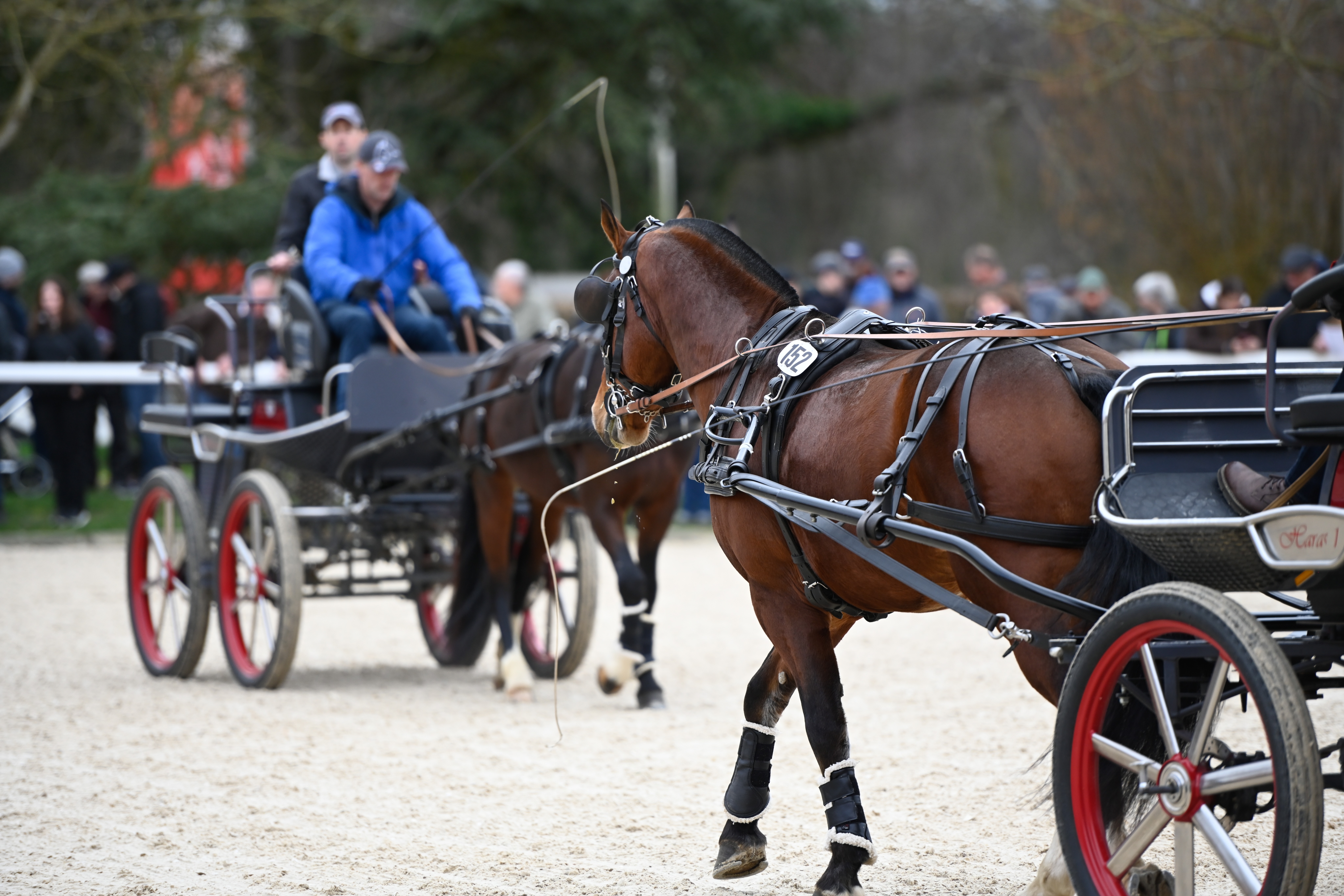 Deckung mit einem nicht gekörten Hengst? NEIN!