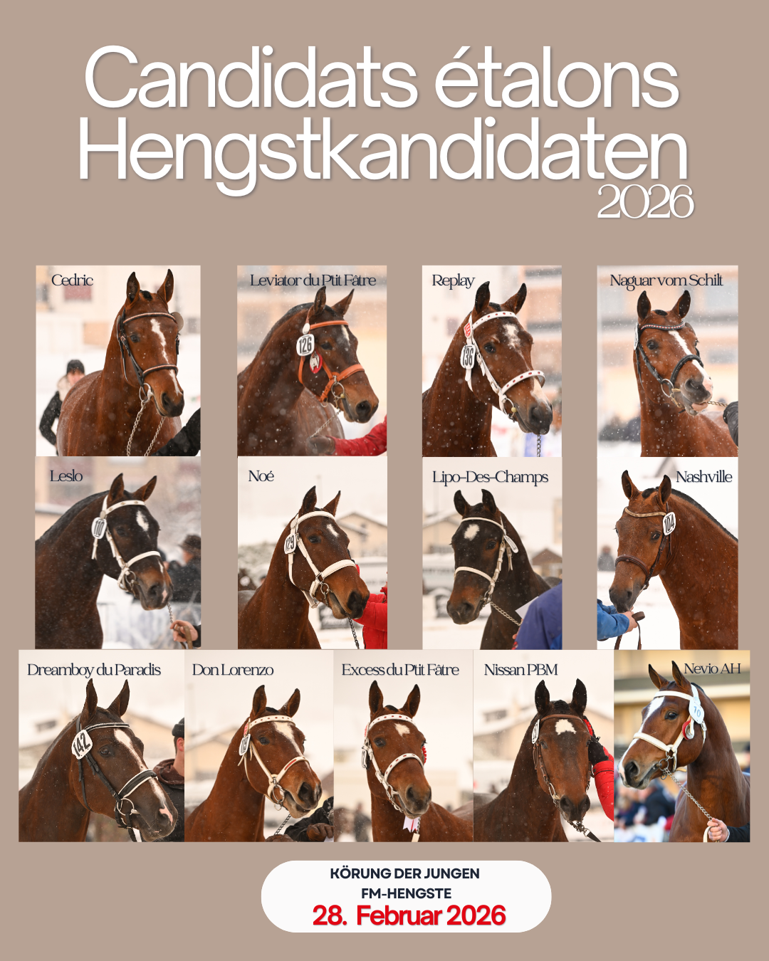 FM Hengstkörung 2026 - Abschlusstest