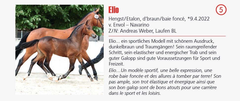 Hengstfohlen Elio, mit seinem sportlichen Modell und den aussergewöhnlichen Gängen, von Envol/ Navarino setzte sich mit einem Verkaufspreis von 5'800 CHF an die Spitze der Auktion.